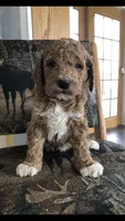 Louie, a male Goldendoodle for sale in Deer River, MN – 2 of 8