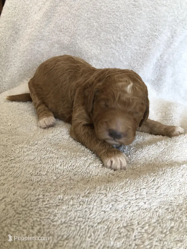Louie – Goldendoodle puppy for sale in Deer River, MN