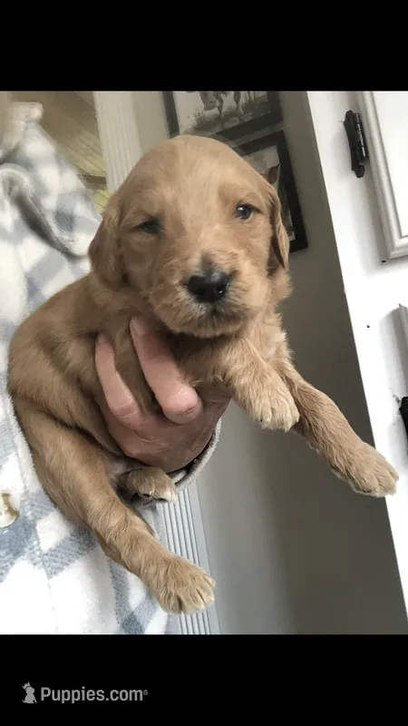 Louie – Goldendoodle puppy for sale in Deer River, MN