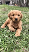 Rocko, a male Goldendoodle for sale in Deer River, MN – 3 of 4