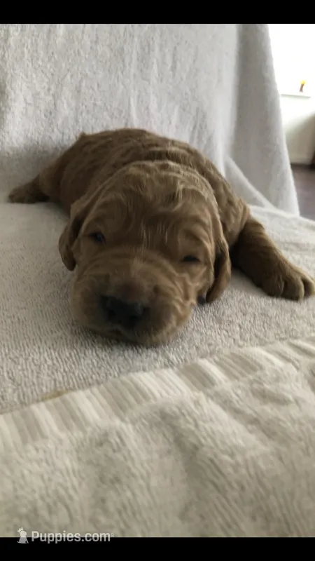 Bentley – English Goldendoodle puppy for sale in Deer River, MN