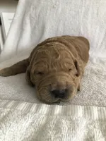 Bentley, a male English Goldendoodle for sale in Deer River, MN – Photo 2 of 2