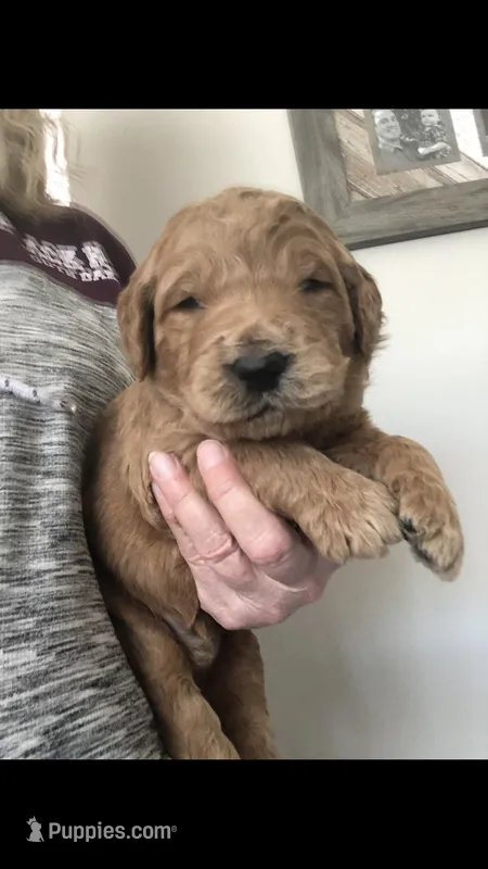 Bentley – English Goldendoodle puppy for sale in Deer River, MN