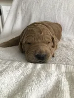 Bentley, a male Goldendoodle for sale in Deer River, MN – Photo 2 of 2