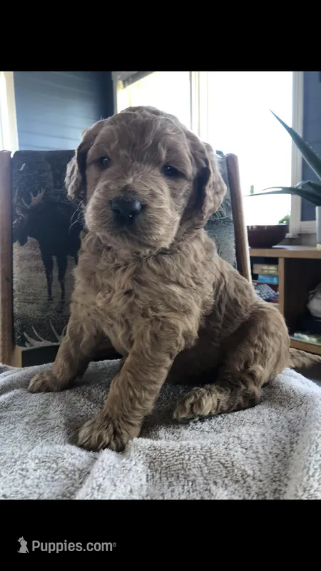 Bentley – Goldendoodle puppy for sale in Deer River, MN