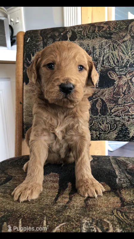 Louie – Goldendoodle puppy for sale in Deer River, MN