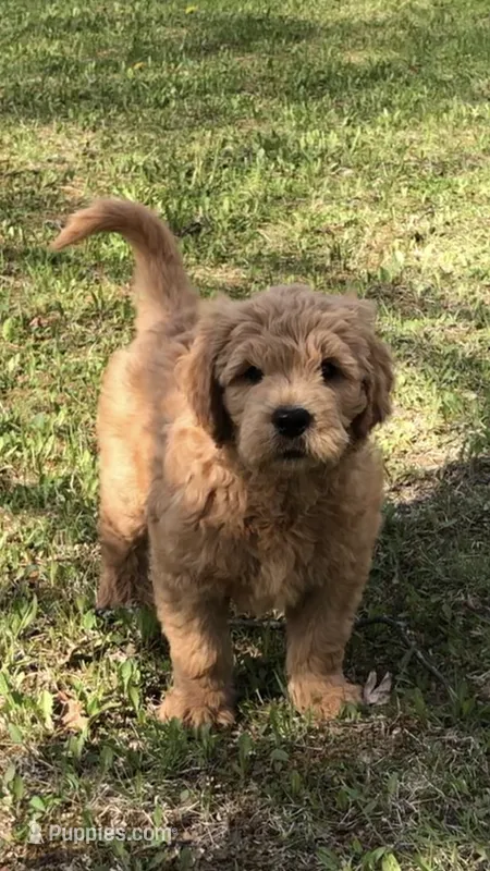 Archie – Goldendoodle puppy for sale in Deer River, MN