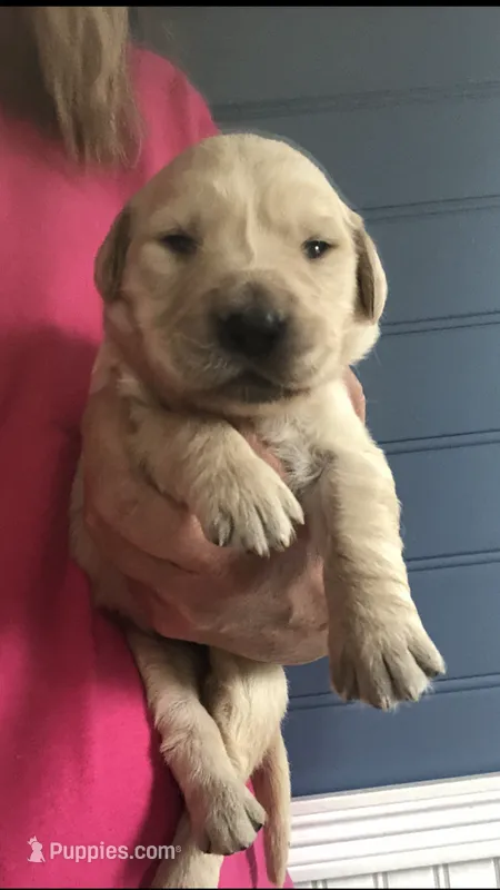 Luna – Golden Retriever puppy for sale in Deer River, MN