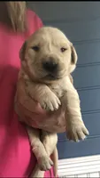 Luna, a female Golden Retriever for sale in Deer River, MN – 1 of 1
