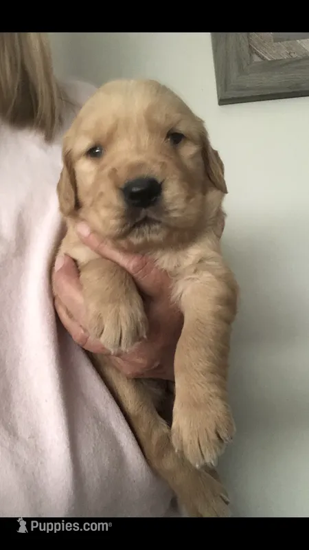 Willow – Golden Retriever puppy for sale in Deer River, MN