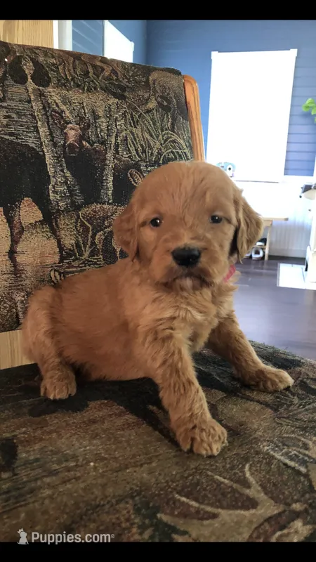 Bella – Goldendoodle puppy for sale in Deer River, MN