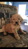 Bella, a female Goldendoodle for sale in Deer River, MN – 1 of 2