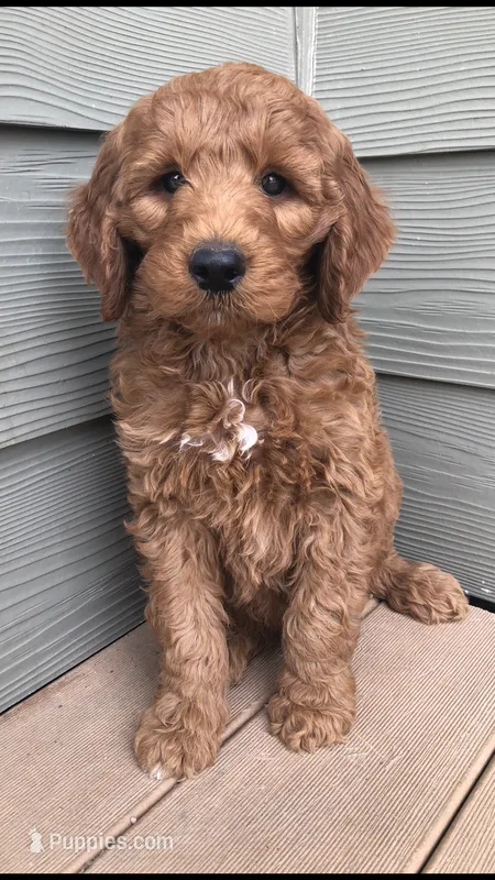 Scout – Goldendoodle puppy for sale in Deer River, MN