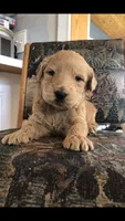 Buddy, a male Goldendoodle for sale in Deer River, MN – 3 of 3