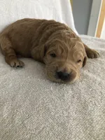 Charlie, a male English Goldendoodle for sale in Deer River, MN – Photo 1 of 2