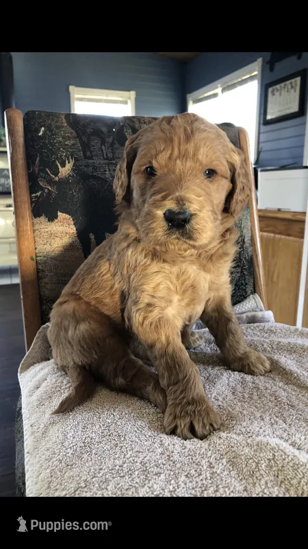 Charlie – English Goldendoodle puppy for sale in Deer River, MN