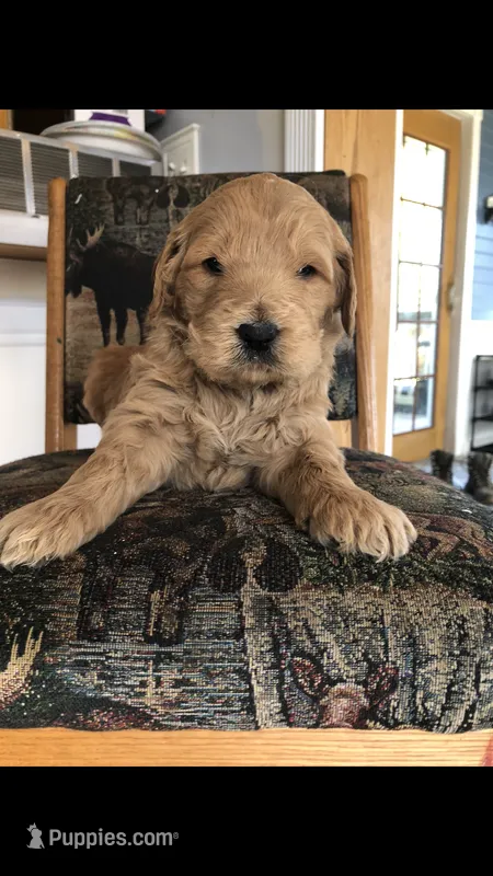 Bentley – Goldendoodle puppy for sale in Deer River, MN