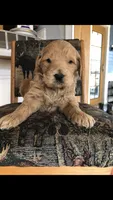 Bentley, a male Goldendoodle for sale in Deer River, MN – 1 of 2