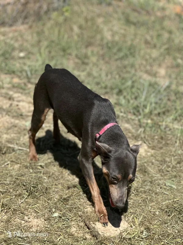 Fiona – Miniature Pinscher puppy for sale in Poolville, TX