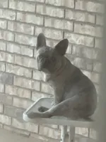 Frenchie , a female French Bulldog for sale in Poolville, TX – 5 of 6