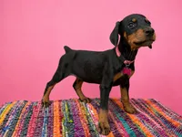 Pink Collar , a female Doberman Pinscher for sale in Poolville, TX – 4 of 9
