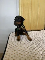 Green Collar, a male Doberman Pinscher for sale in Poolville, TX – 4 of 4
