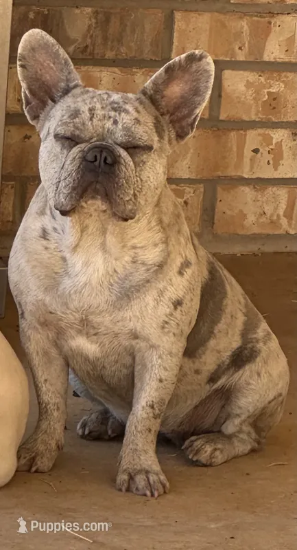 Frenchie  – French Bulldog puppy for sale in Poolville, TX