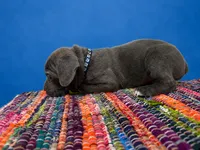 Blue Collar, a male Cane Corso for sale in Poolville, TX – 2 of 2