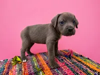 Pink Collar, a female Cane Corso for sale in Poolville, TX – 3 of 3