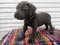 Black Collar, a male Cane Corso for sale in Poolville, TX – 3 of 3