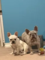 Frenchie , a female French Bulldog for sale in Poolville, TX – 3 of 6