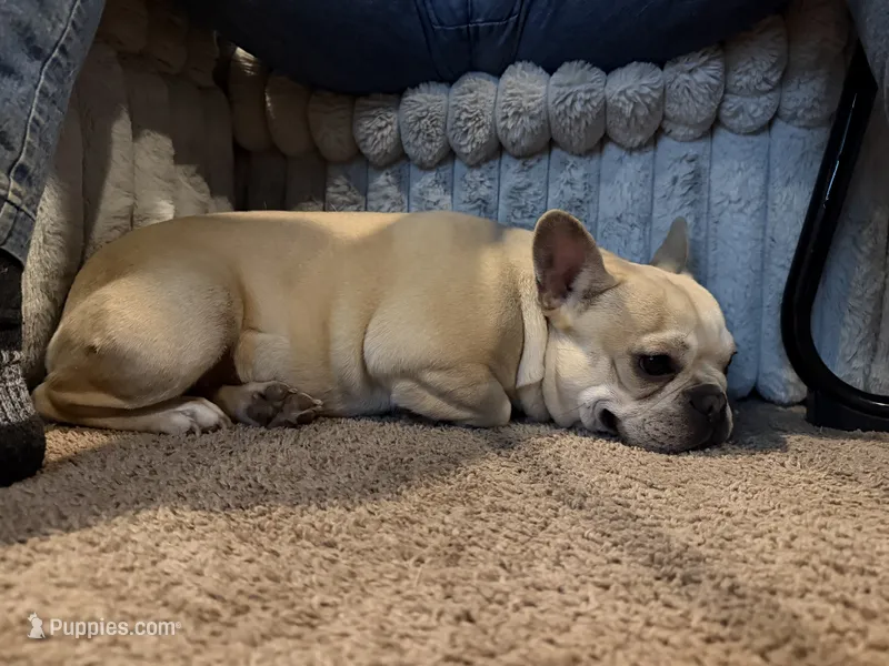 Pancake  – French Bulldog puppy for sale in Poolville, TX