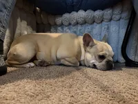 Pancake , a female French Bulldog for sale in Poolville, TX – 1 of 5