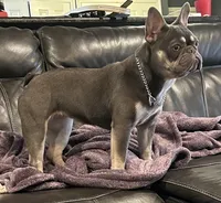 Shakira , a female French Bulldog for sale in Poolville, TX – 3 of 4