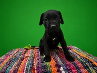 Green Collar, a female Cane Corso for sale in Poolville, TX – 3 of 3
