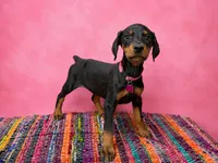 Pink Collar , a female Doberman Pinscher for sale in Poolville, TX – 3 of 9