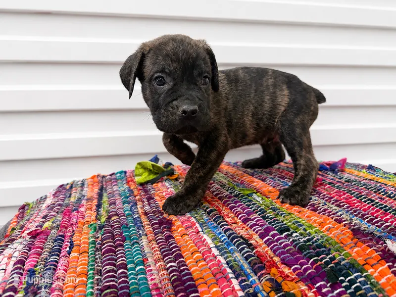 Brindle – Cane Corso puppy for sale in Poolville, TX