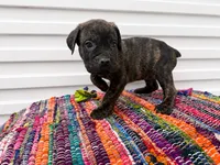 Brindle, a male Cane Corso for sale in Poolville, TX – 1 of 2