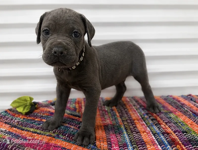 Black Collar – Cane Corso puppy for sale in Poolville, TX