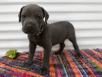 Black Collar, a male Cane Corso for sale in Poolville, TX – 1 of 3