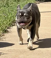 Shakira , a female French Bulldog for sale in Poolville, TX – 2 of 4