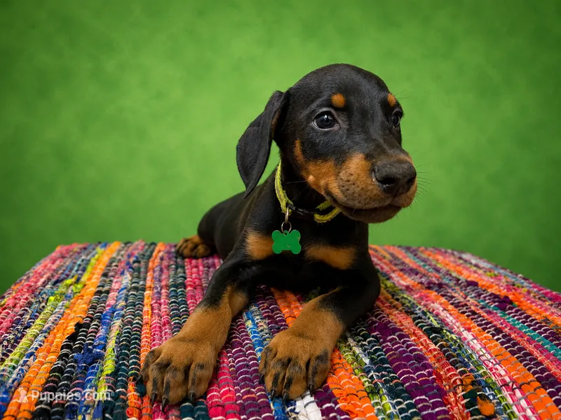 Green Collar – Doberman Pinscher puppy for sale in Poolville, TX