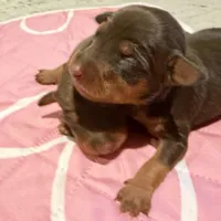 Chocolate Female, a female Miniature Pinscher for sale in Poolville, TX – Photo 2 of 4