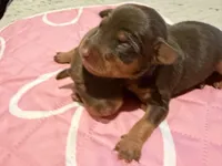 Chocolate Female, a female Miniature Pinscher for sale in Poolville, TX – Photo 2 of 4
