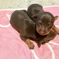 Chocolate Female, a female Miniature Pinscher for sale in Poolville, TX – Photo 4 of 4
