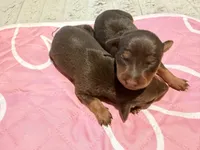 Chocolate Female, a female Miniature Pinscher for sale in Poolville, TX – Photo 4 of 4