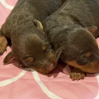 Chocolate Female, a female Miniature Pinscher for sale in Poolville, TX – Photo 3 of 4