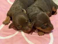 Chocolate Female, a female Miniature Pinscher for sale in Poolville, TX – Photo 3 of 4