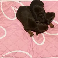 Chocolate Female, a female Miniature Pinscher for sale in Poolville, TX – Photo 1 of 4