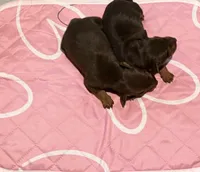 Chocolate Female, a female Miniature Pinscher for sale in Poolville, TX – Photo 1 of 4
